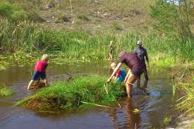 Image result for Isolepis prolifera