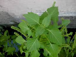 Image result for Basilicum polystachyon