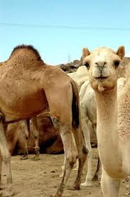 Every day at six in the morning, the buraydah camel market comes to life as vendors and buyers exchange riyals for camels, sheep. Pin On The Amicis