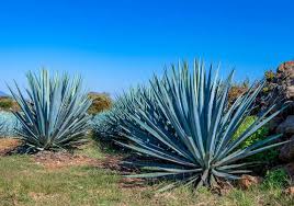We did not find results for: 39 Stunning Drought Tolerant Plants For Low Maintenance Landscapes