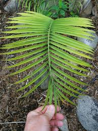 Image result for Encephalartos umbeluziensis