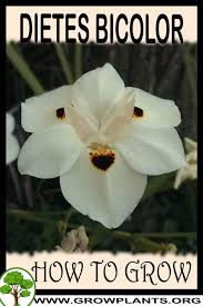 Image result for Dietes