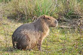 Also called capivara (in brazil), capiguara (in bolivia), chigüire, chigüiro, or fercho (in colombia and venezuela), carpincho (in argentina, paraguay and uruguay) and ronsoco (in peru), it is a member of the genus hydrochoerus, of which the only other extant member is the. Carpincho