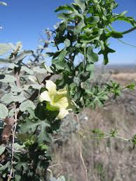 Image result for Coccinia rehmannii