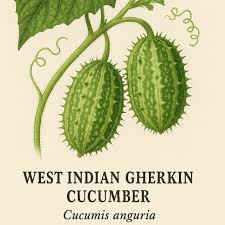 Image result for Cucumis engleri