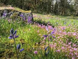 Bee Lawn In 2020 Meadow Garden Wildflower Seeds Meadow