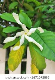 Image result for Tabernaemontana pachysiphon