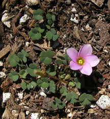 Image result for Oxalis semiloba