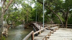 Bakau tersebar di sekitar wilayah khatulistiwa dengan iklim tropis dan sebagian iklim subtropis. 15 Manfaat Bakau Atau Mangrove Yang Luar Biasa Bagi Kehidupan Manusia Halaman All Poskupang Wiki