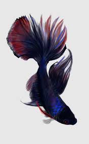 Betta Fish Digital Painting 2013 Art Digitalart Digitalpainting Originalwork Fish Bettafish Betafish Betta Fish Art Betta Fish Tattoo Watercolor Fish