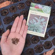 Maybe you would like to learn more about one of these? Complete White Sage Growing Guide Aquarian Soul
