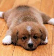 Wenn dein großer hund (auch wenn er jetzt gerade noch klein ist) ein männchen ist, kannst du ihm einen namen geben, der zu seiner größe passt, zum beispiel: Wie Heisst Diese Susse Hunderasse Hund Name