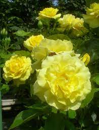 Any of several hybrid roses bearing numerous single or double flowers. Floribunda Rose Wikipedia
