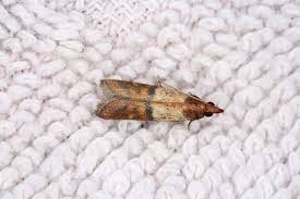 How To Get Rid Of Moths 7 Home Remedies That Really Work Getting Rid Of Moths Moth Coffee Stain Removal