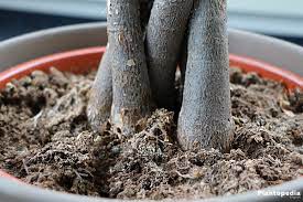 Both enrich the soil naturally so the roots are healthy & the plants grow stronger. Braided Money Tree Pachira Aquatica How To Care Plantopedia