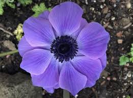 Purple Flowers Such As Rose Oriental Hellebore Lilac Lavender Iris Flower Perennial For Your Garden Purple Flowers Purple Garden Purple Flower Pictures