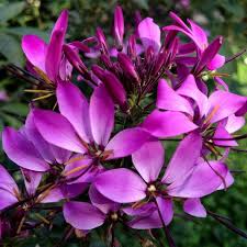 Image result for Cleome oxyphylla