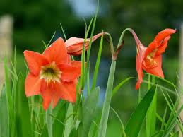 Image result for Hippeastrum puniceum