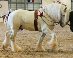 How Beautiful A Palomino Shire Big Horses Beautiful Horses Most Beautiful Horses