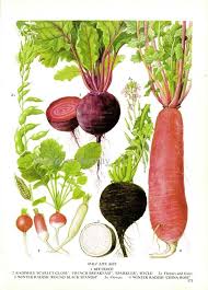 Beet Radish Chart Root Vegetable Food Botanical Lithograph