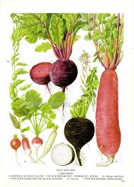 beet radish chart root vegetable food botanical lithograph