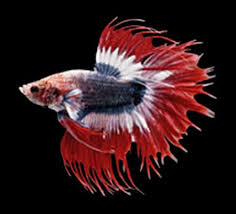 White platt platinum fish.white siamese fighting fish, betta fish background texture. Betta Fish Tail Types Japanesefightingfish Org