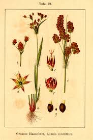 Image result for Luzula multiflora