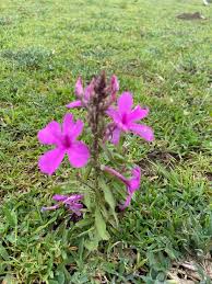 Image result for Savannosiphon euryphyllus