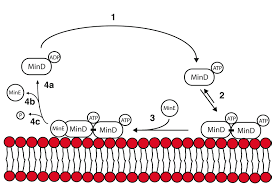 Atp is hydrolyzed into adp in the following reaction: Minimal Min D E Cycle 1 Mind Adp Is Converted Into Mind Atp By Download Scientific Diagram