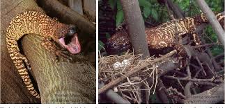 Maybe you would like to learn more about one of these? Pdf Taxonomic Reassessment And Conservation Status Of The Beaded Lizard Heloderma Horridum Squamata Helodermatidae Semantic Scholar