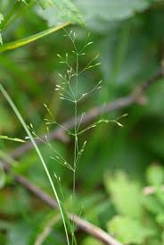 Image result for Agrostis isopholis