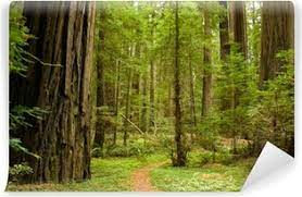 Maybe you would like to learn more about one of these? Redwoods Wall Murals Pixers We Live To Change