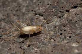 The iucn also lists 36 invertebrate subspecies as endangered. Orthoptera Sciencedirect