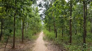 Eco friendly park to spend some time. Bankura District Forest Official Website