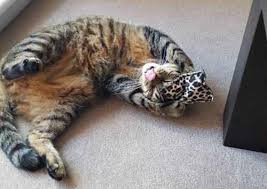 While there is nothing wrong with this, we personally prefer something that also captures the personality of the cat. 145 Most Popular Names For Tabby Cats In 2021 We Re All About Cats