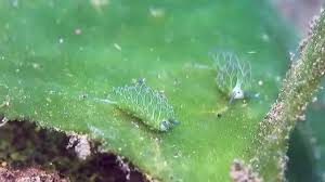 Leaf sheep are not in critical danger, but they still face threats to survival, including because leaf sheep undergo photosynthesis, they can be found between nine and 18m. Leaf Sheep Coub The Biggest Video Meme Platform