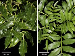 Image result for Ekebergia