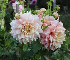 Maybe you would like to learn more about one of these? How To Grow Dinnerplate Dahlias