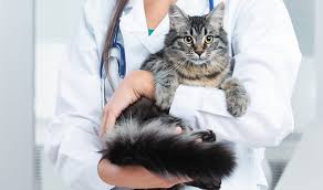 Maybe you would like to learn more about one of these? Animal Hospital In Grapevine Animal Emergency Hospital North Texas