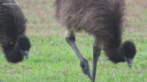 Check spelling or type a new query. 3 Domestic Emus Shot Killed In Allegan County Wzzm13 Com