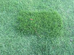 Zenith zoysia is a warm season lawn grass grown throughout the central and southern climates around the world. Whats Growing In Empire Zoysia Sod