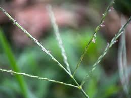Image result for Digitaria brazzae