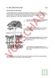 Arbeitsblatt Schichten Arten Regenwald Biologie Gemischte Themen