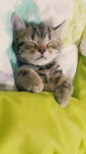 Cute sleeping kitten (extension id kgacjbboogjedooilfobohdlkcmjbajg) is blocked by the administrator. Cute Kitten Tucked In And Sleeping Kitten Kitty Sleeping Tired Cute Baby Cats Sleeping Kitten Kittens Cutest