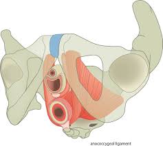 Female incontinence and the artificial urinary sphincter. Left Inferior View Of Levator Ani And External Anal Sphincter Muscles No Labels Anatomytool