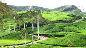 Maybe you would like to learn more about one of these? Kebun Teh Kemuning Wisata Solo Pemandangan Kebun