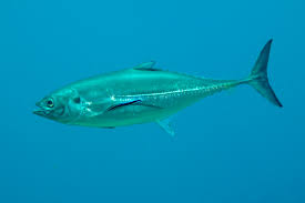 Image result for Cordyla