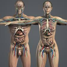 Your body organs range from your brain, heart, liver, skin, lungs, kidneys, intestines, stomach, bladder, etc. Pin On Medical Study Info