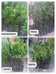 Buenos días Va de nuevo ,quien más va querer plantas frutales o noche  buenas ‼️‼️‼️ Disponibles naranja , mandarina , durazno , cereza y limón  ‼️‼️‼️‼️ 📌🌳🌱🪴