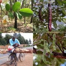 Image result for Bobgunnia madagascariensis